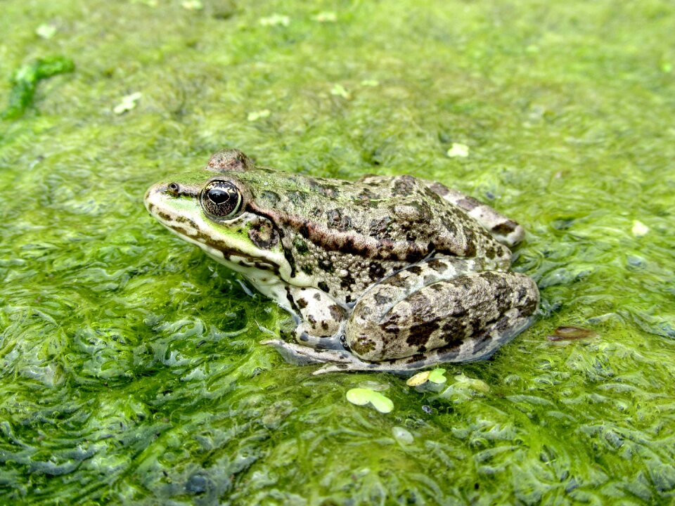 Frog amphibian Free photos