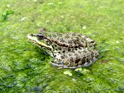 Frog amphibian Free photos
