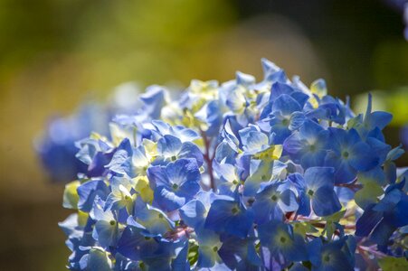 Garden spring blue photo