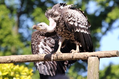 Vulture eagle feathers photo