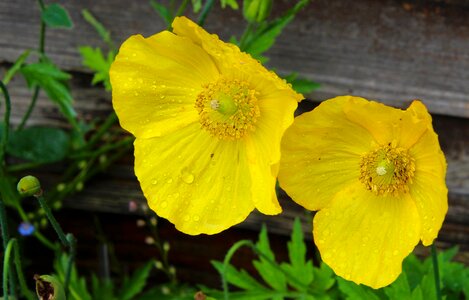 Poppy nature spring
