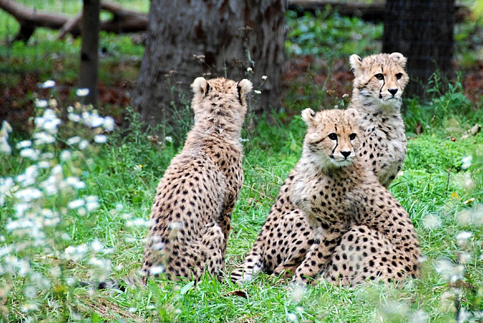 Young animals zoo big cats photo