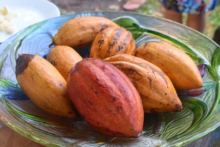 Aztec and hybrid chocolate pods chocolate chocolate farm