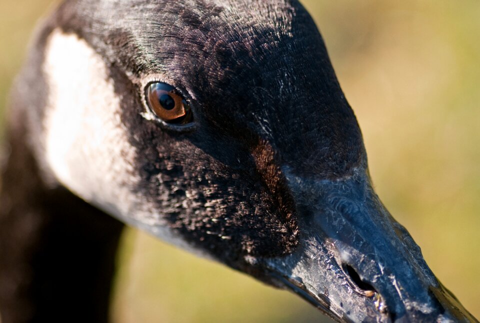 Bird close up eye photo