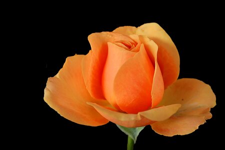 Bloom orange roses black background photo