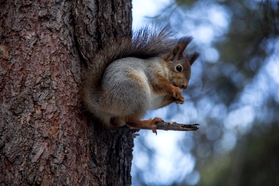 Forest animals nature