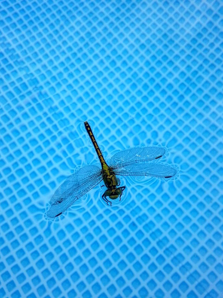 Wild entomology summer