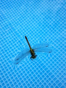 Wild entomology summer