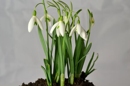 Flowers early bloomer white