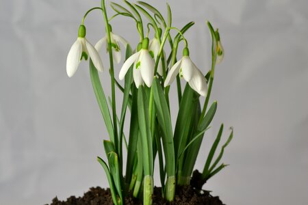 Flowers early bloomer white photo