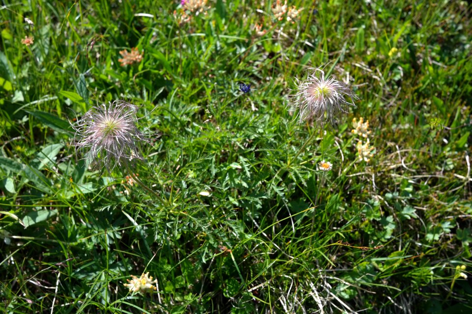 Alpine plant mountain flower mountain plant