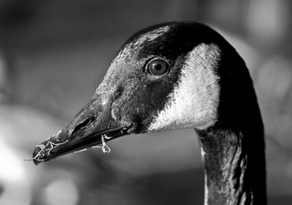 Bird close up black and white