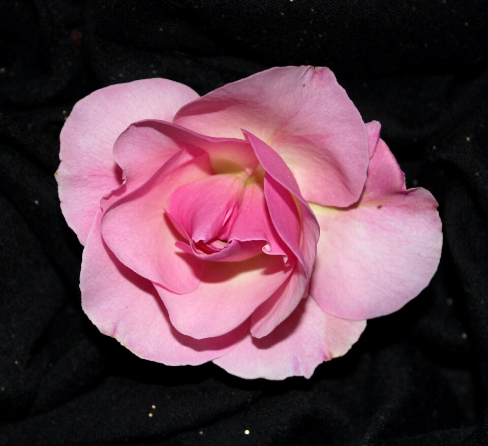 Rose on black flower nature