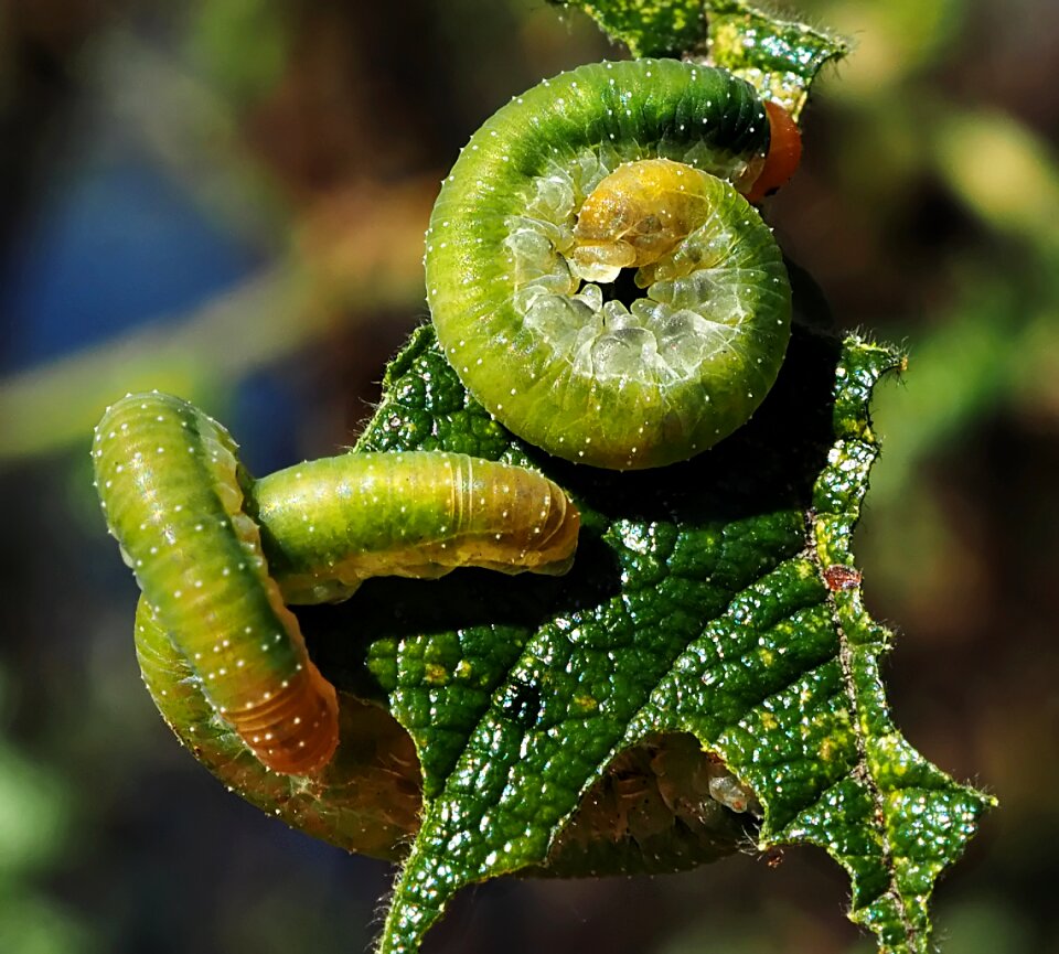 Green leaf eat