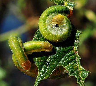Green leaf eat