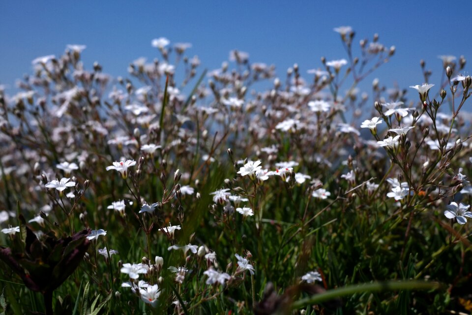 Blossom bloom white