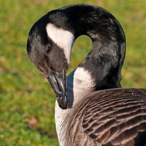 Goose bird neck photo