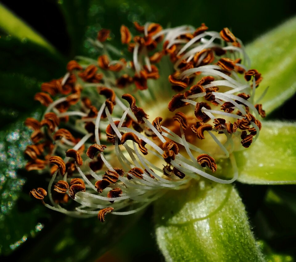 Blooming macro nature