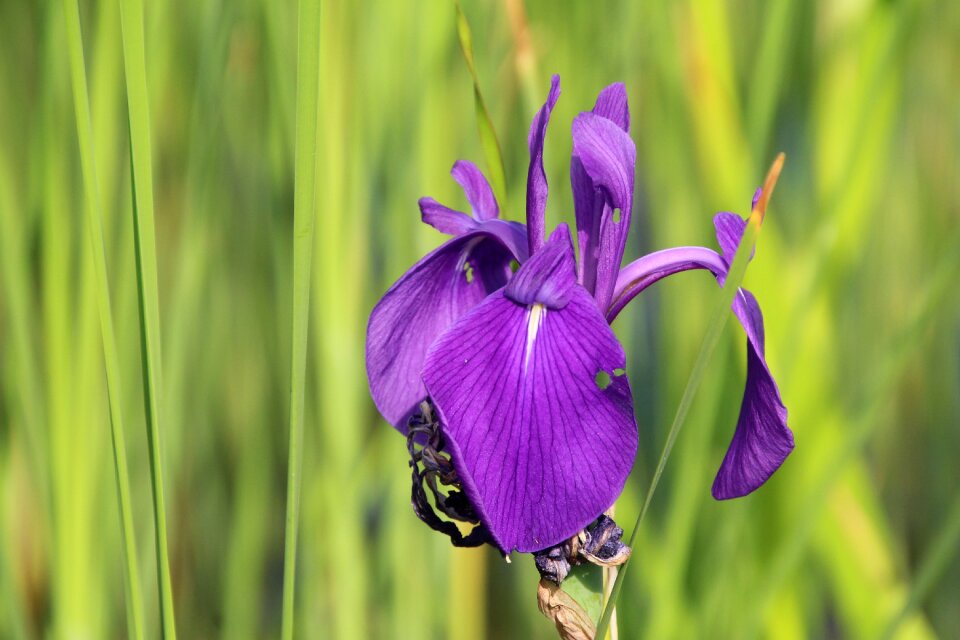 Purple purple flower green