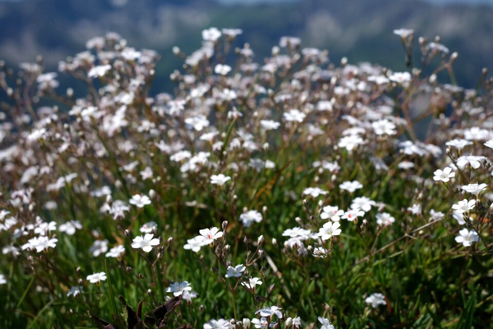 Blossom bloom white