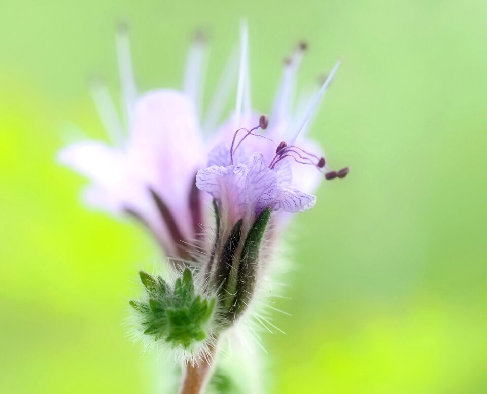 Blossom bloom bueschelschoen photo