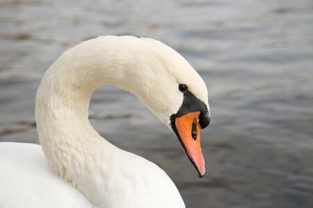 Beak beach water