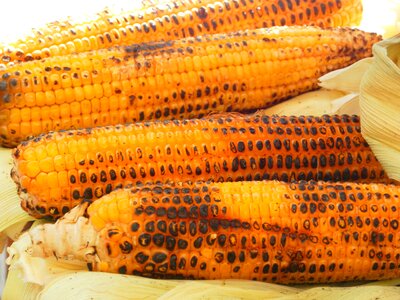 Corn on the cob grilled corn vegetables