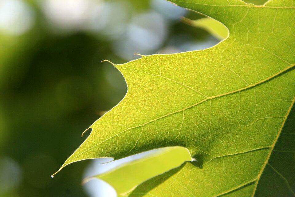 Green green leaf plant
