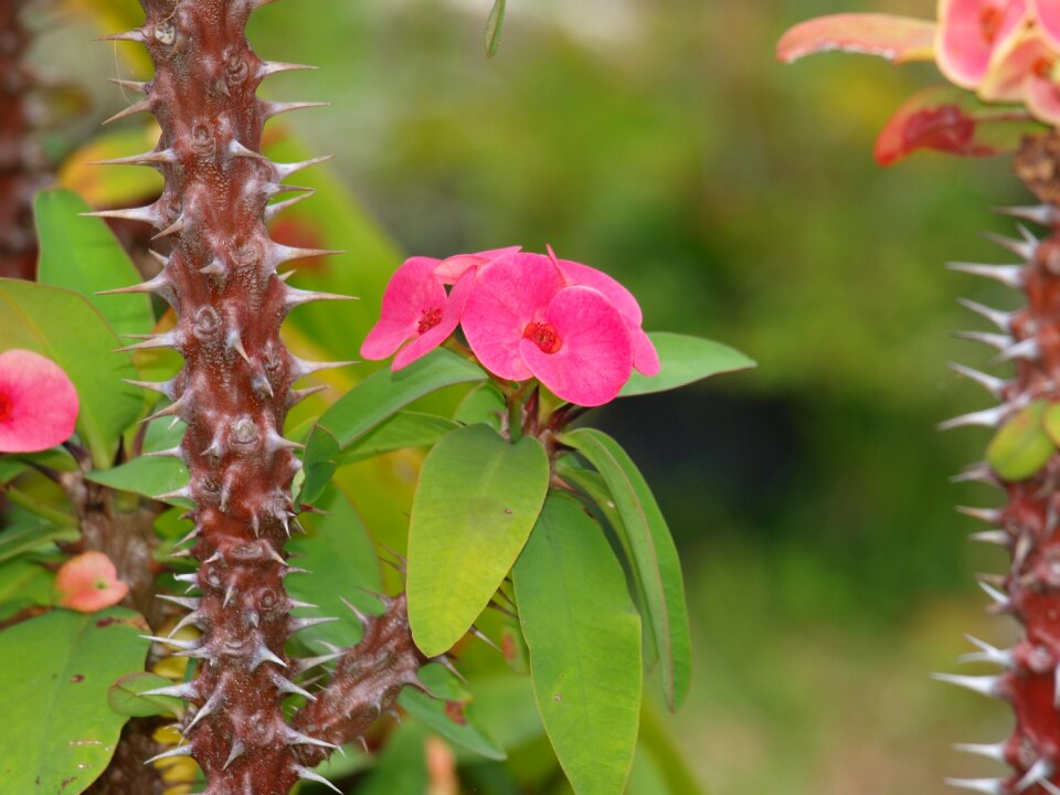 Euphorbia thorn christ
