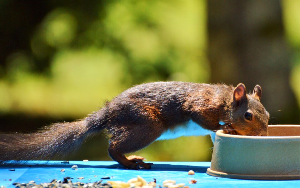 Brown nut possierlich