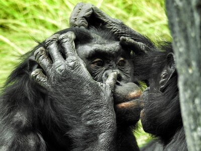 Ape primate grooming photo