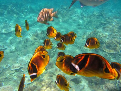 Nature marine coral