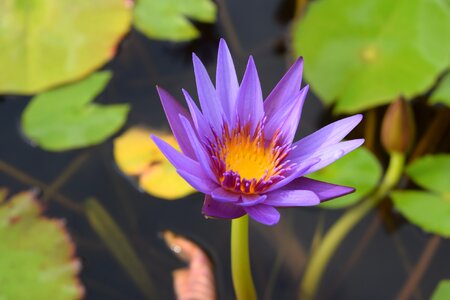 Water lilies flowers nature photo