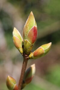 Nature green growth