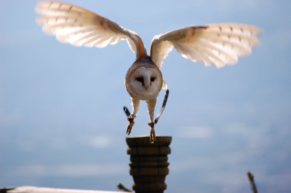 Nature raptor snow owl