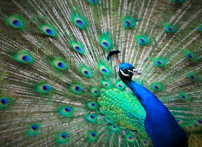 Green bird animal