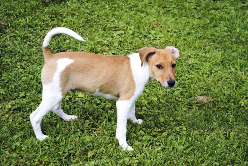 Small dog animal purebred dog