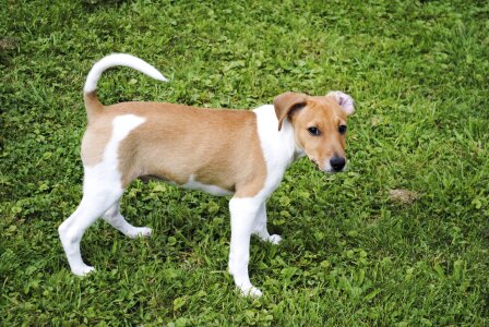 Small dog animal purebred dog