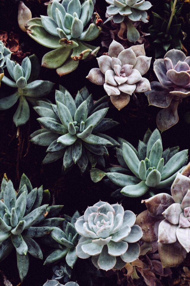 Succulent green wall pastel
