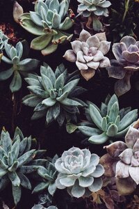 Succulent green wall pastel