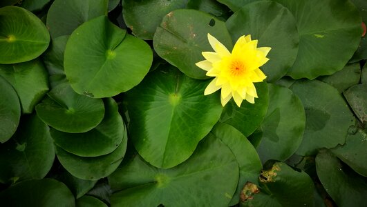 Tigernoy lotus love