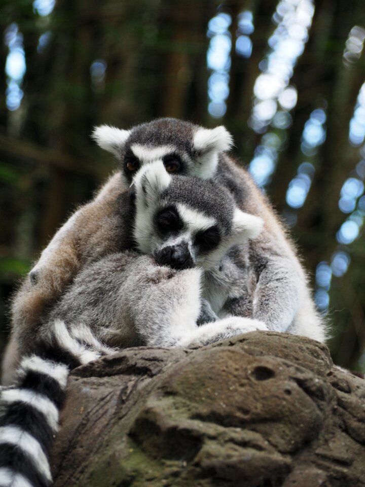 Zoo australia branch