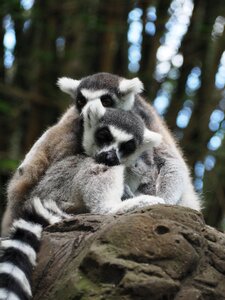 Zoo australia branch