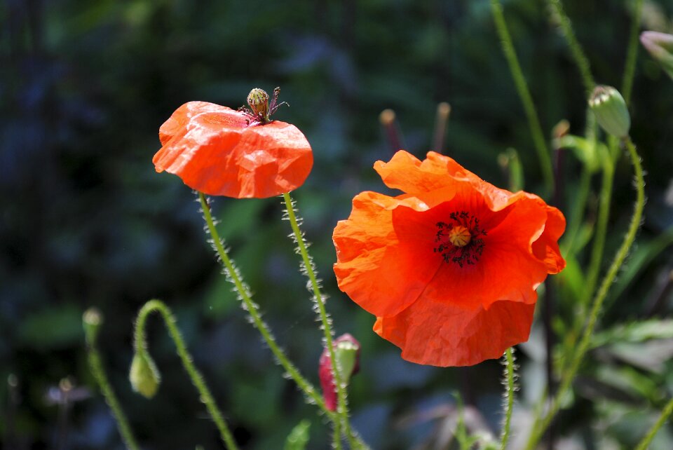 Flower klatschmohn nature photo