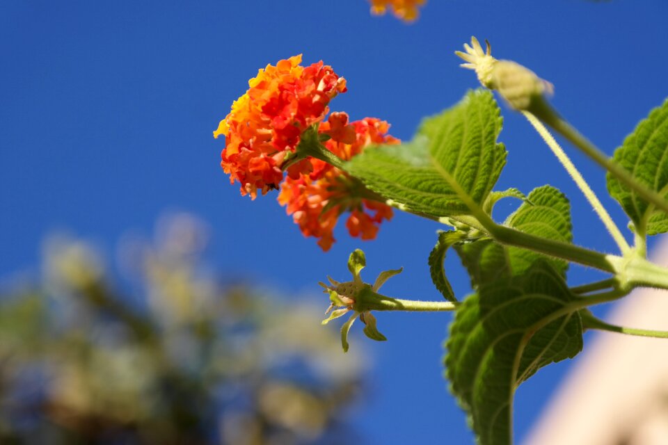 Orange bloom meran