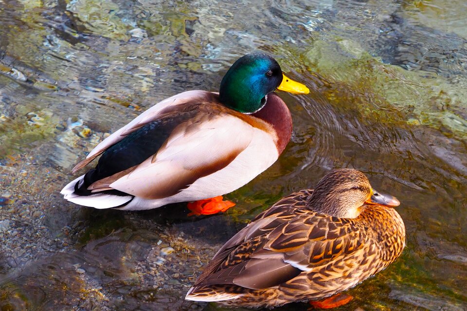 Animals wild ducks mallard