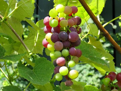 Vine vineyard seedless