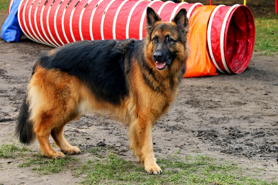Animal old german shepherd dog pet