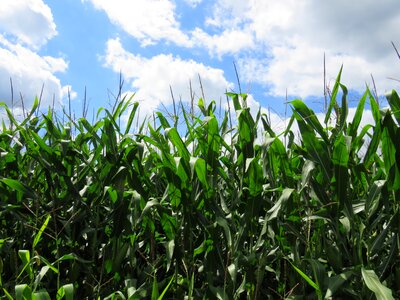 Farm crop feed