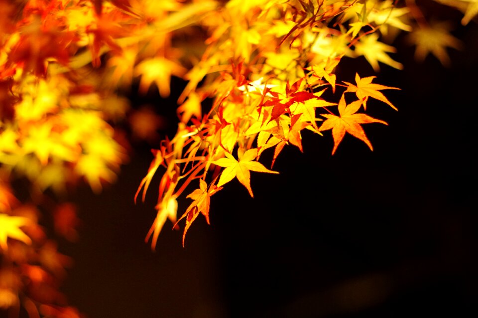 Night light up kyoto